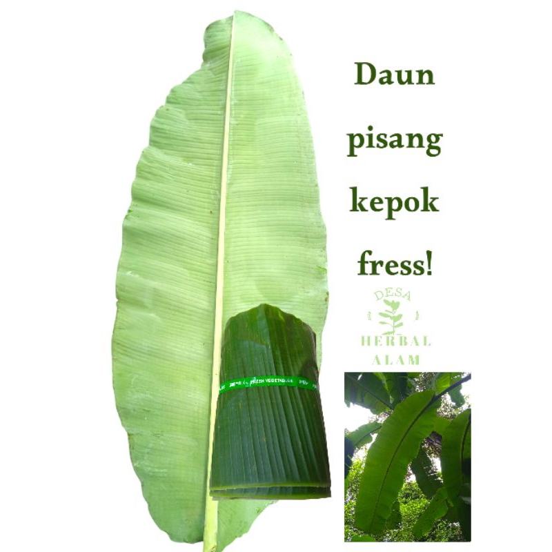 

Daun pisang kepok 1kg lebar, panjang dan mulus