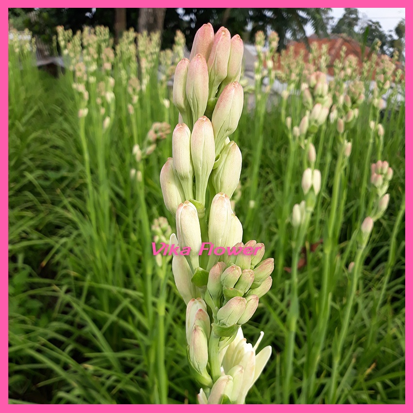 Bibit Bunga Sedap Malam Wangi - Benih Sedap Malam Wangi - Umbi Sedap Malam