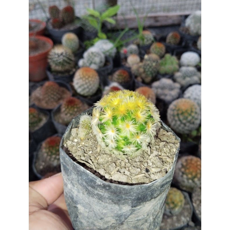 kaktus mammilaria carmenae kuning