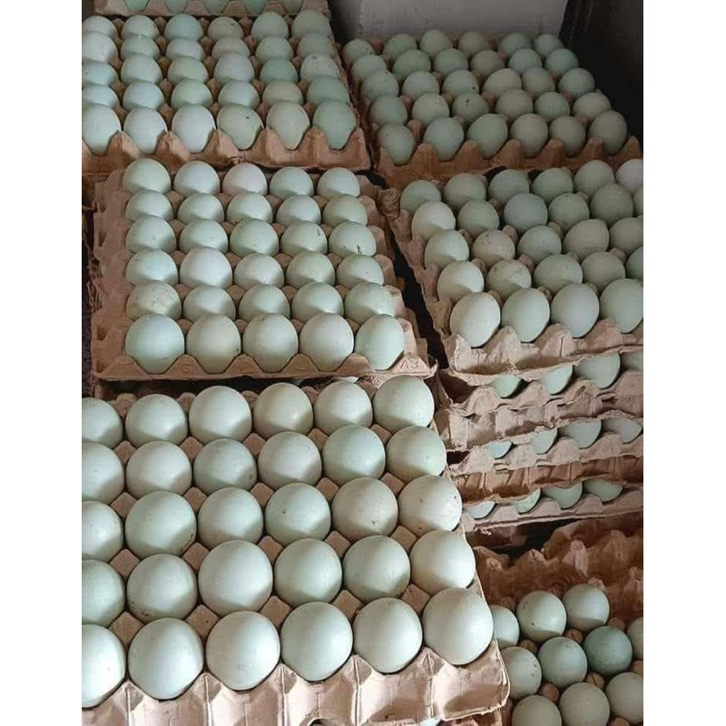 

Telur bebek pangon telur bebek fresh mentah
