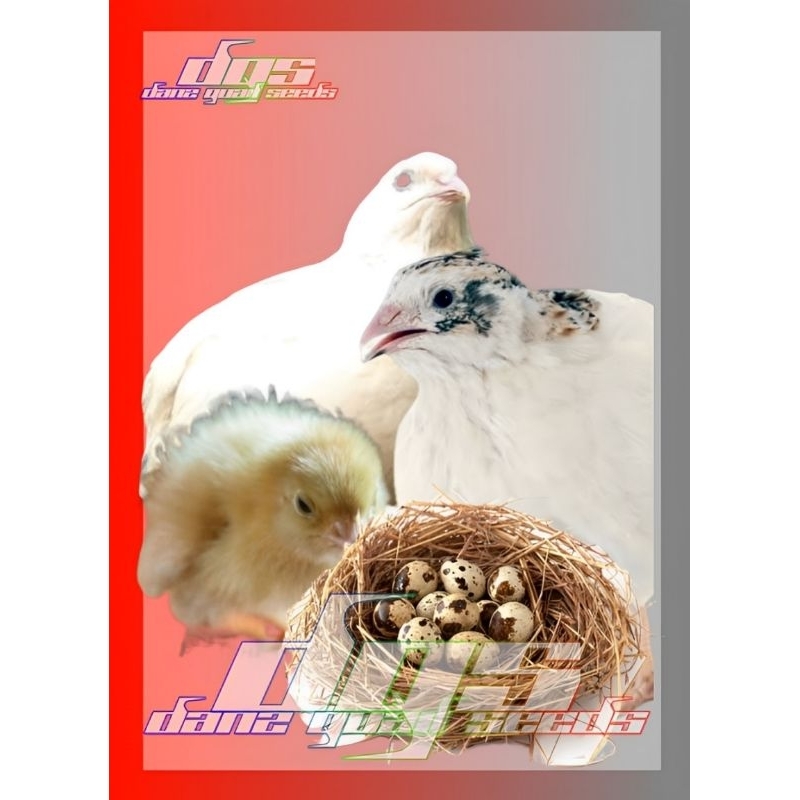 

Telur Puyuh Tetas Standart Stock Albino Mata Merah Isi 30butir (330gr)