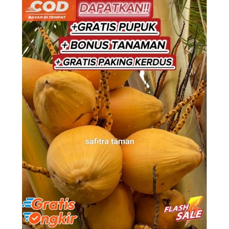 Tanaman Bibit Pohon Kelapa Gading Kuning Siap Tanaman / Tanaman Pohon Kelapa Kuning