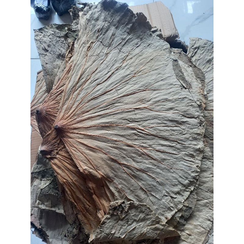 

Daun Teratai Kering Utuh 500gram/ Dried Lotus Leaf