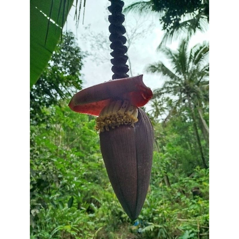 

Jantung pisang sayur enak pilihan