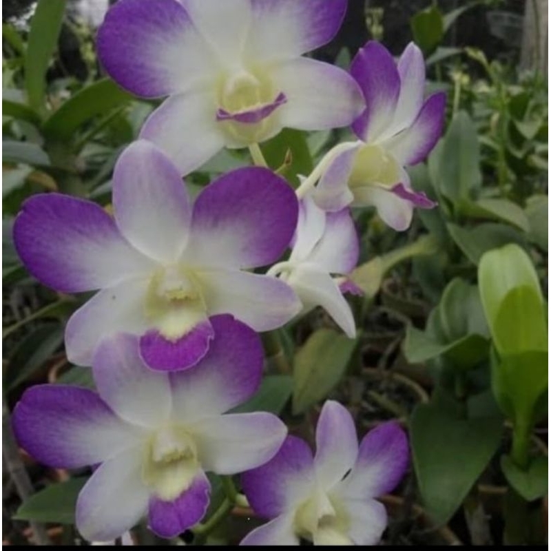 Anggrek Dendrobium id DKR