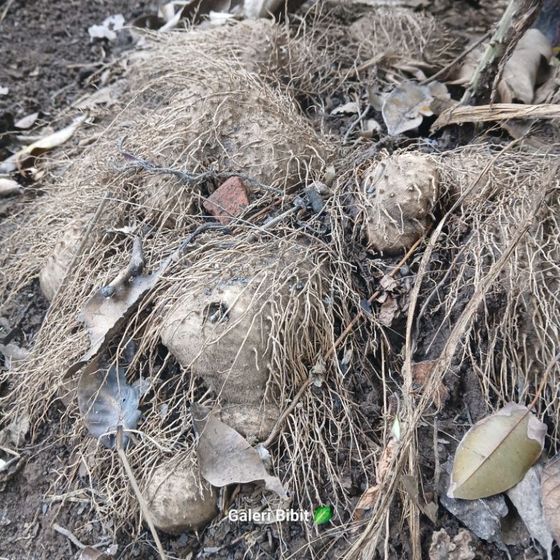 

1kg UMBI Tanaman Gadung Segar