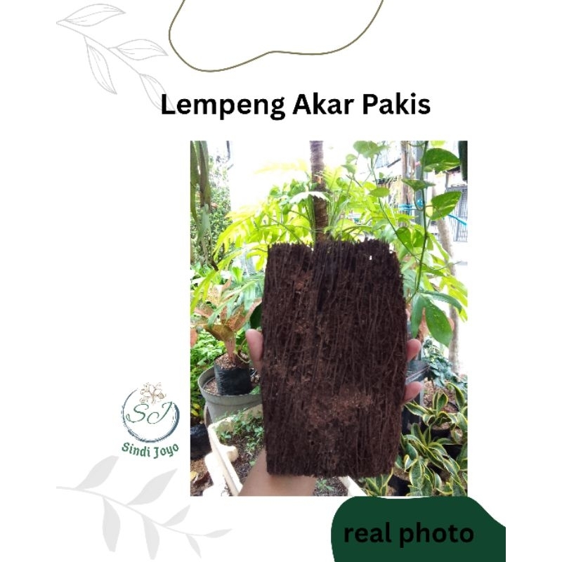 Media Tanam Akar Pakis Papan/Lempengan