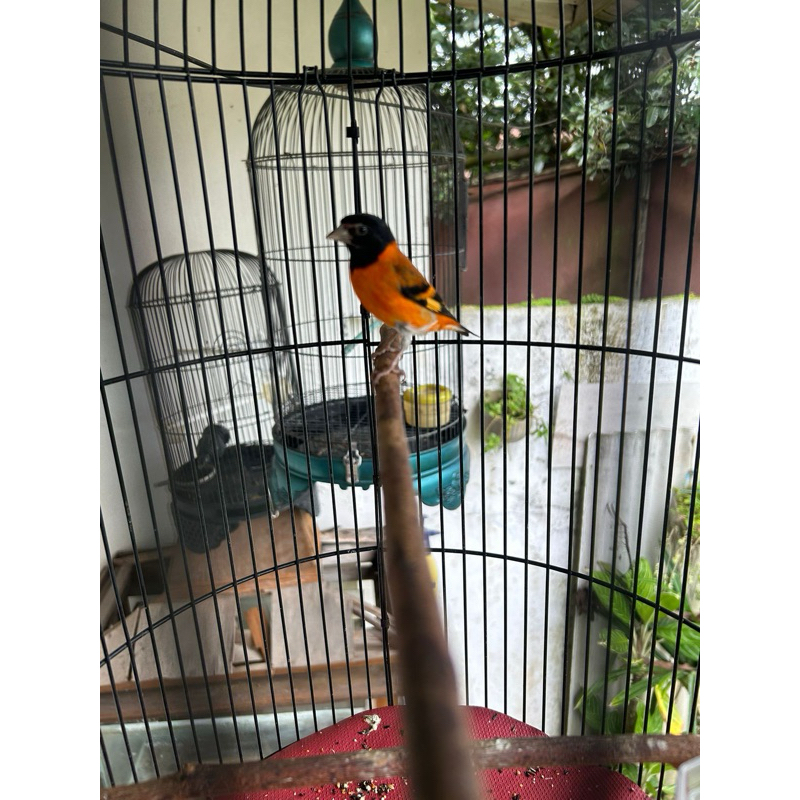 burung red siskin klasik