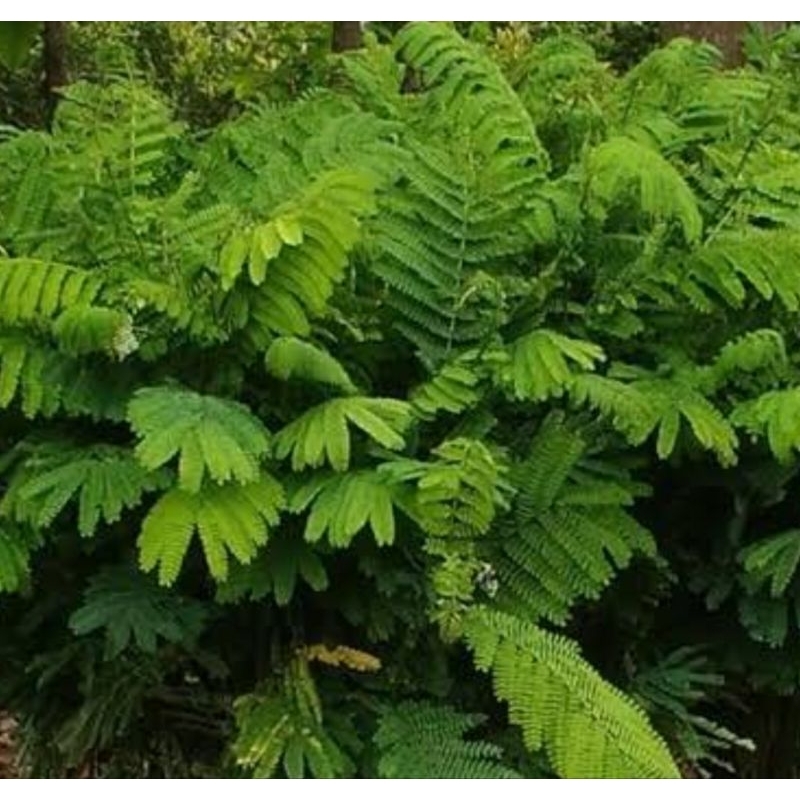 

Daun jengjen segar daun albasiah segar 500 gram