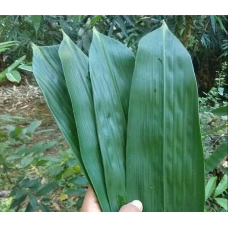 

Daun bambu fresh daun lebar per ikat isi 50