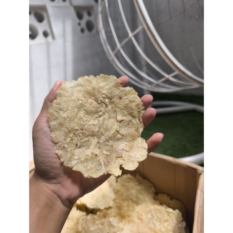 

(TERMURAH) Emping Melinjo Mentah Super Jumbo Original tanpa bahan Campuran apapun