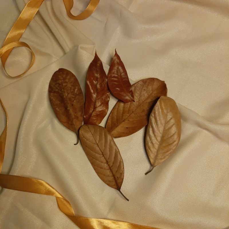 

daun kering 15pcs