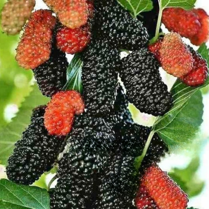 Bibit Buah Murbei Sumo Benih Buah Buahan Pohon Tanaman Fruit Murbei Manis Enak Tanam Subur