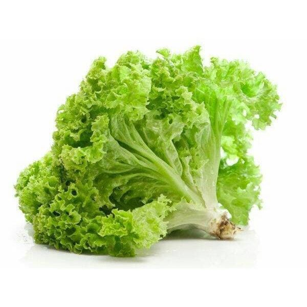 

SELADA | SAYUR | FRESH - VeggieXpress