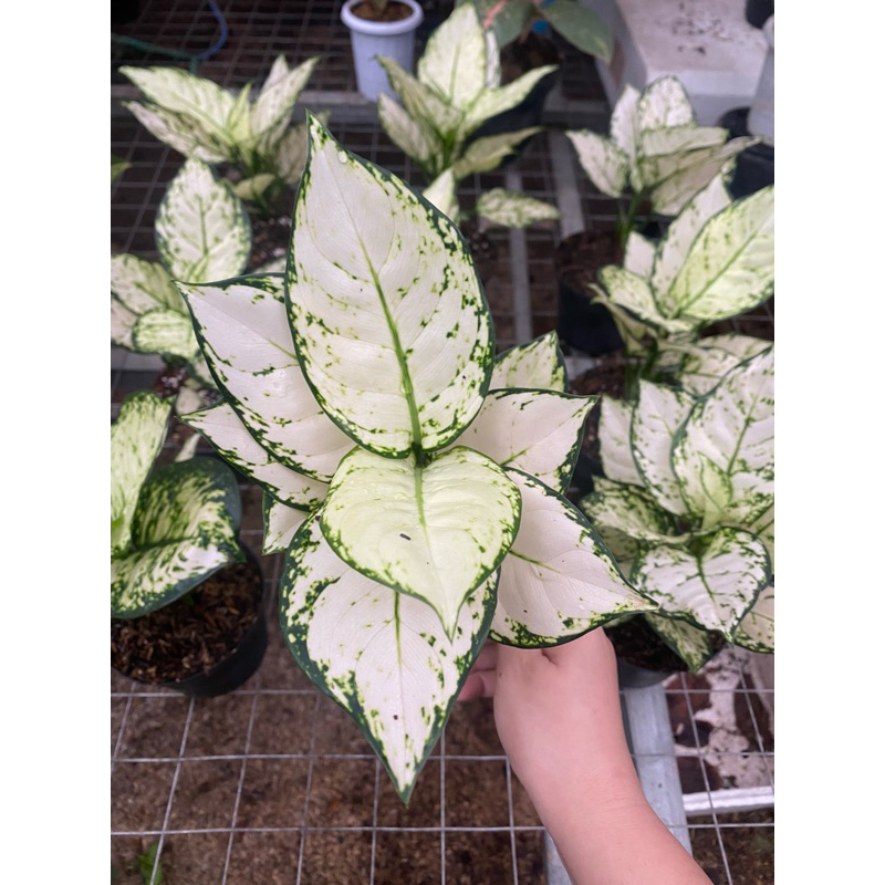 AGLAONEMA SUPER WHITE