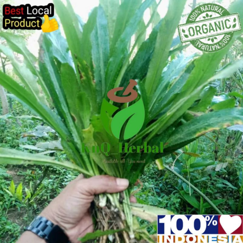 daun walang sangit segar 1kg