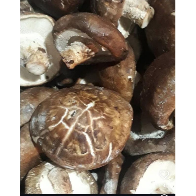 

Jamur Shitake fresh/Mushroom Shitake fresh