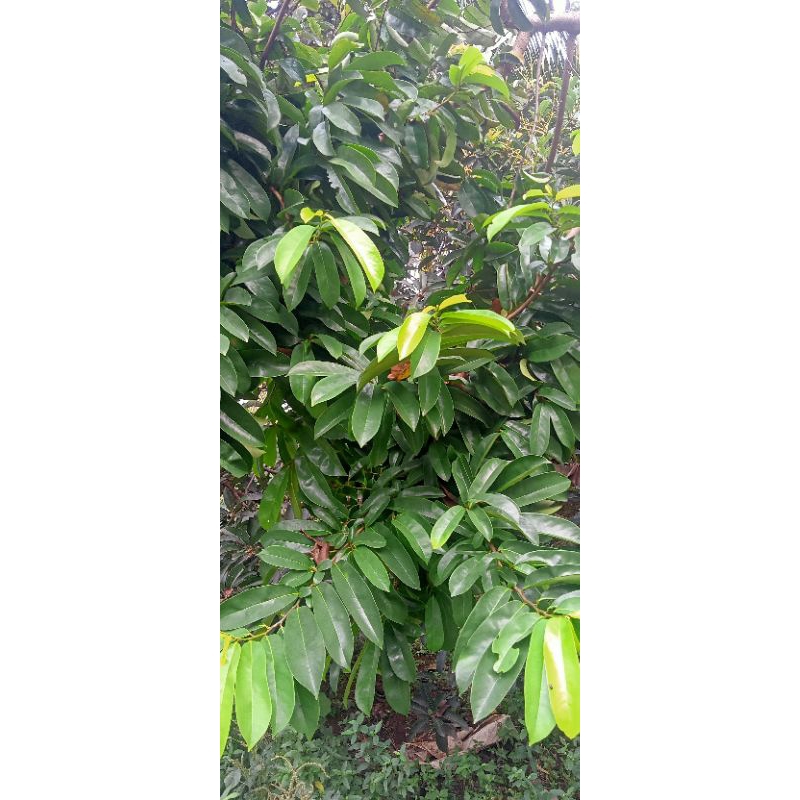 

DAUN SIRSAK SEGAR MURAH 8000 per 100 Lembar
