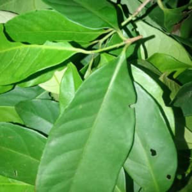 

daun salam segar 250grm