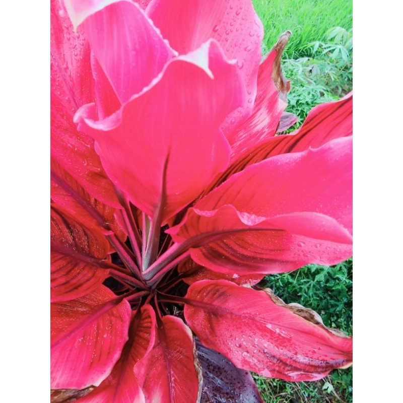 

Termurah daun andong merah segar daun hanjuang merah 40 lembar