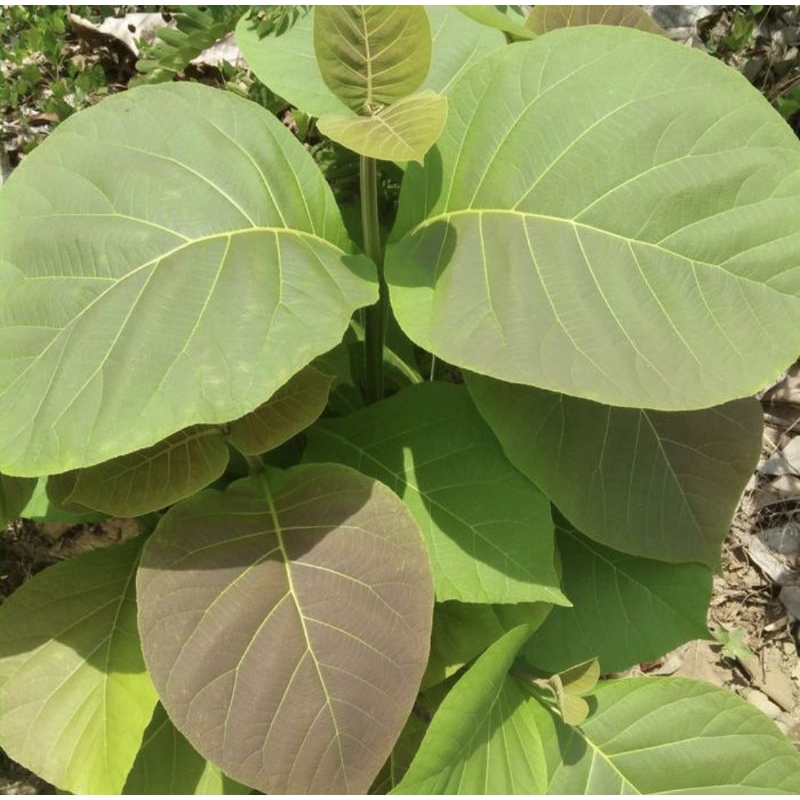 

Daun Jati Pucuk Segar Untuk Ecoprint Dipetik Apabila Ada Pesanan