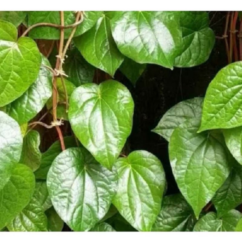 

Daun sirih untuk kesehatan dan obat herbal per 50lembar