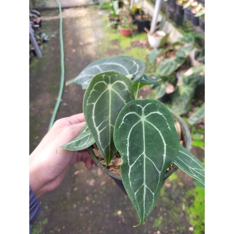 anthurium silver forgetii