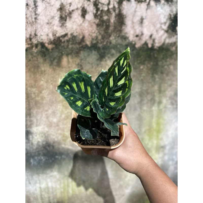 Calathea Libyana Original