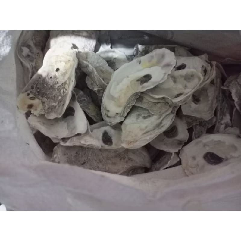 

Kerang oyster karungan 10 kg