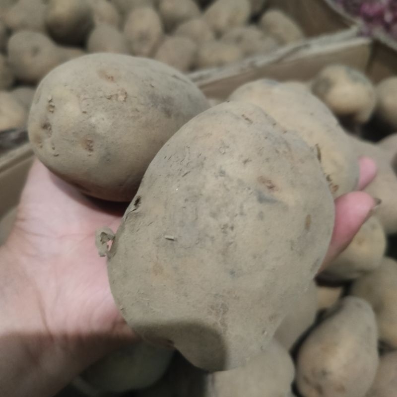 

Kentang Dieng Ukuran Besar 1 Kg