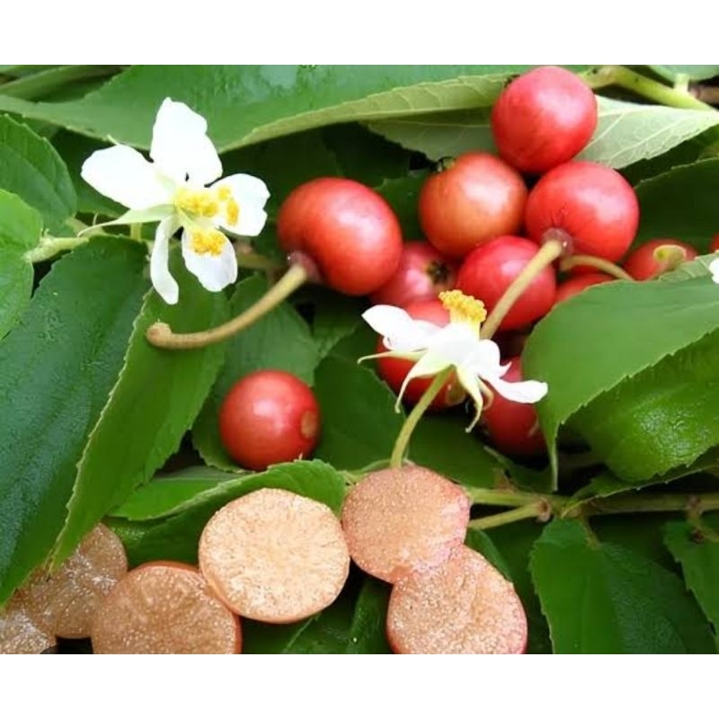 

Buah kersem matang asli organik berat 100gr buah asli indonesia