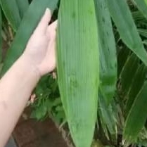 

Terbaik 100 lembar daun bambu jumbo segar untuk Bungku bacang