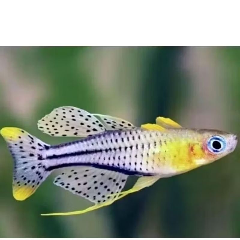 Paket getrudae 5 ekor