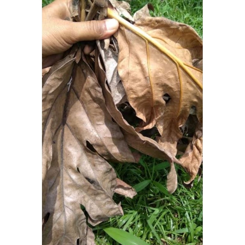 

Daun sukun kering asli organik berat 100gr rempah nusantara