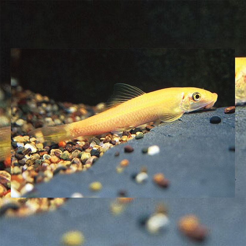 Ikan Hias CAE / Ikan Pembersih Aquarium / Ikan Pemakan Lumut / Chinese Alga Eater