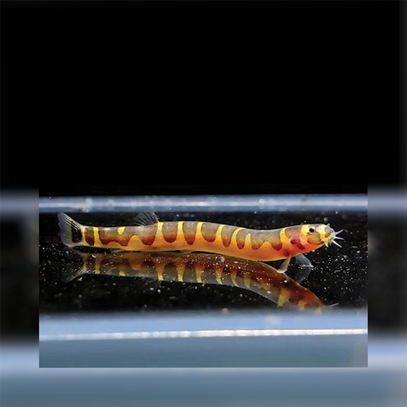 Ikan Hias Kuhli Loach / Ikan Pembersih Aquarium / Ikan Hias Air Tawar