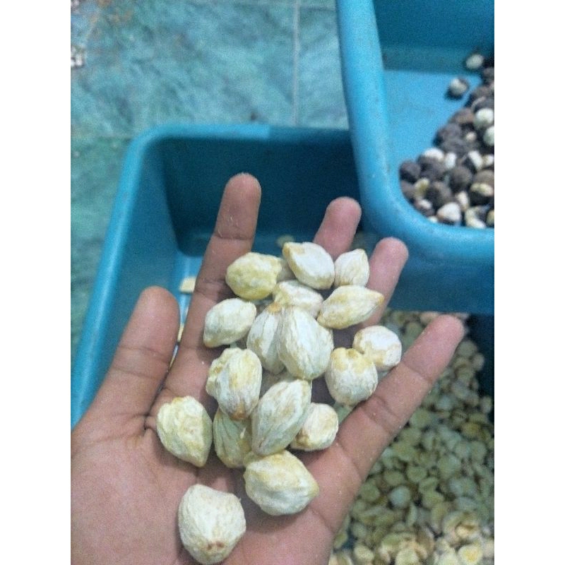 

kemiri super