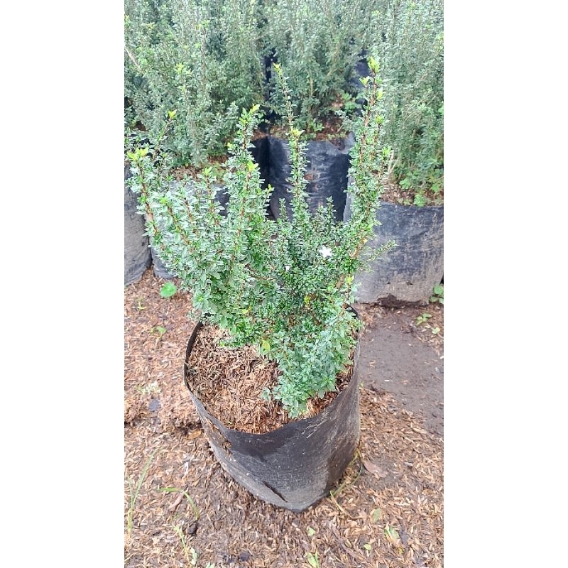 seribu bintang mikro bahan bonsai