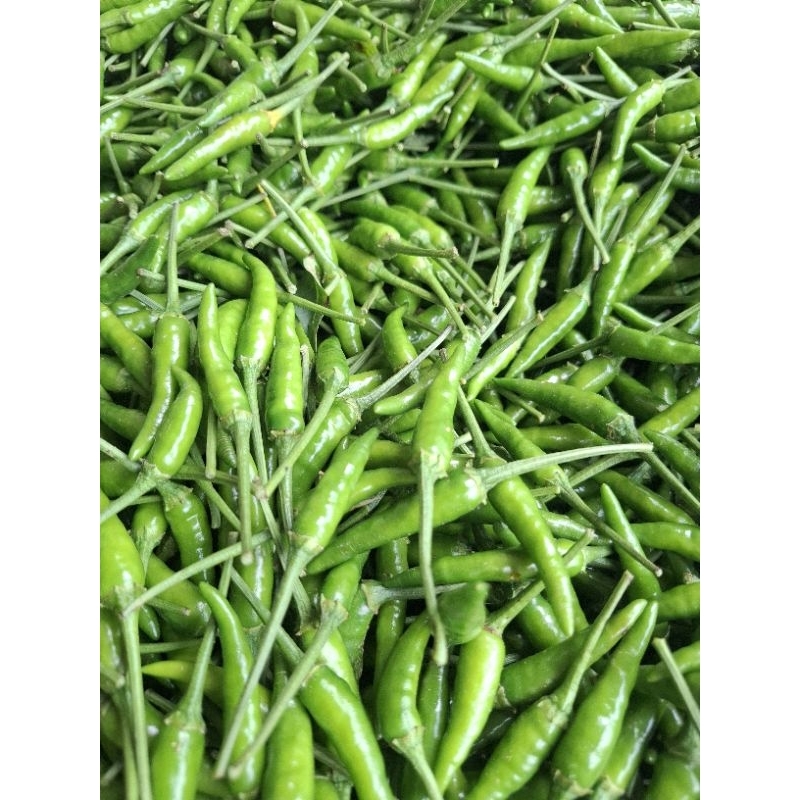 

Cabe Rawit Hijau