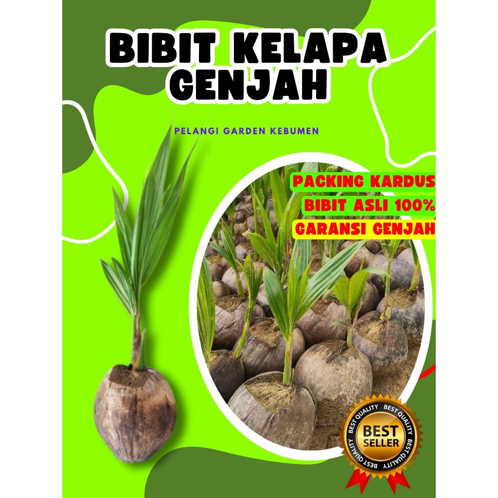 LANGSUNG PETANI.. Pokok Kelapa Genjah Entok Super Besar, Pokok Kelapa Halus, Pokok Kelapa Hijau Hibr