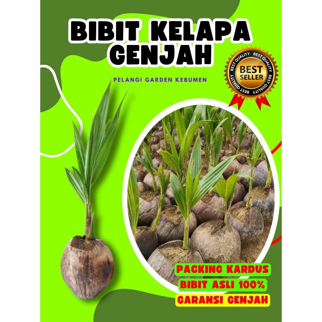 CEPAT PANEN.. Pokok Kelapa Hijau Hibrida Pendek, Pokok Kelapa Hibrida Hijau Pendek, Pokok Kelapa Hib