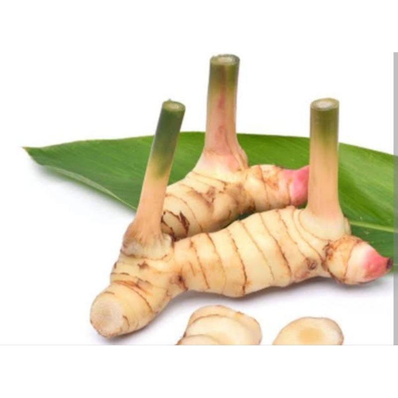 

lengkuas bumbu segar
