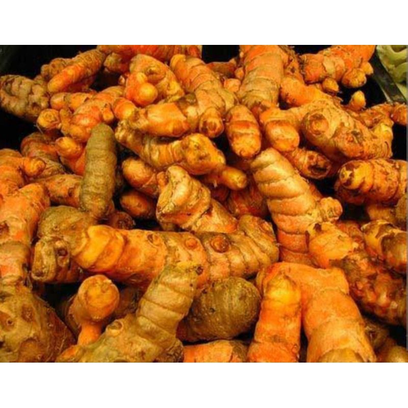 

kucinyit segar langsung dari petani