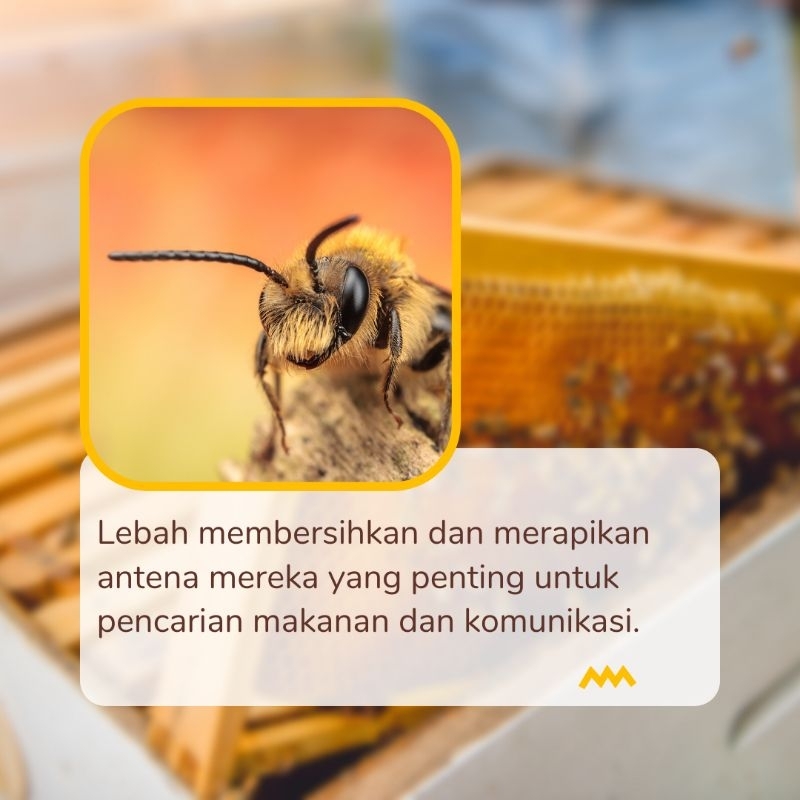 

madu 210rb - 300rb flash Sale Terbatas