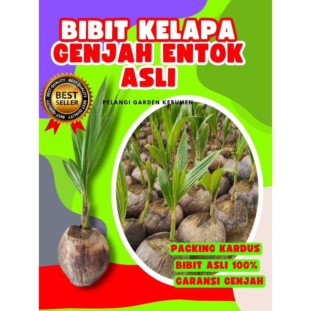 TERBAIK.. Pokok Buah Kelapa Kopyor Madu, Pokok Buah Kelapa Kopyor Sumenep, Pokok Buah Kelapa Kopyor 