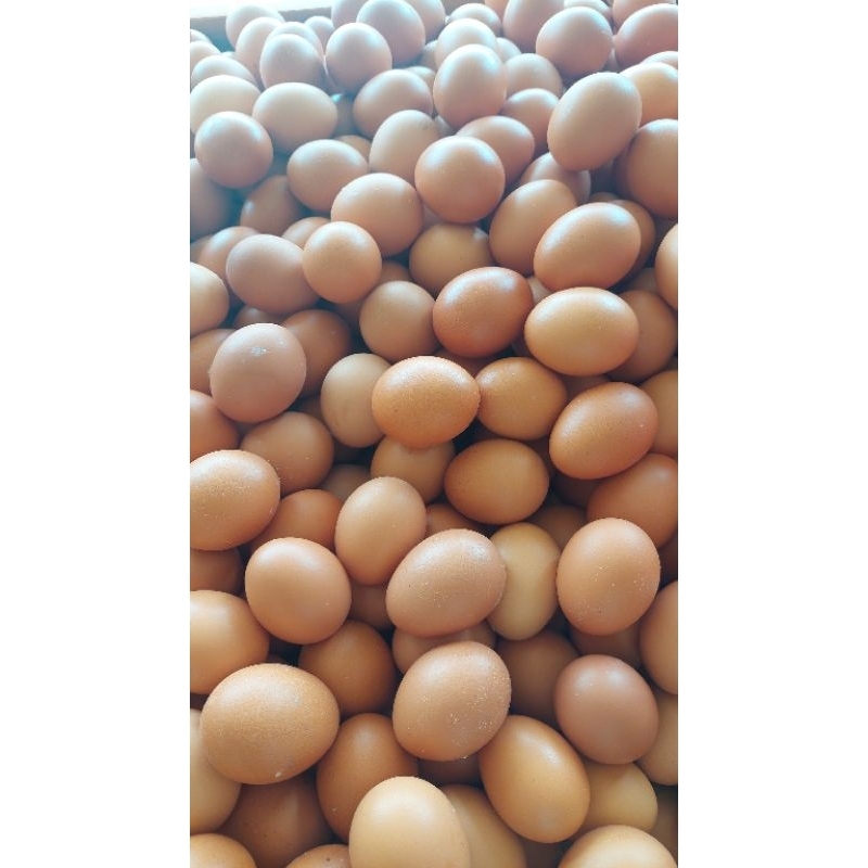 

Telur Ayam Negeri Tray