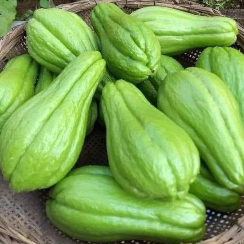 

[PS] Labu Baby / Labu Acar