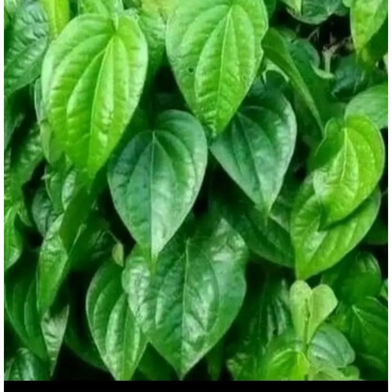 

daun siri hjou segar 40 lembar