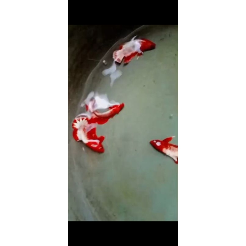 FCCP red head clean  TOP GRADE /10 ekor