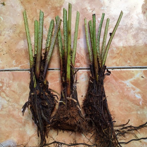 

Promo bibit pakis sayur sudah berakar 5 pcs